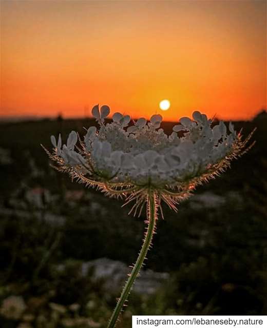 You can never  stop the  sunsetBut you can stop the  coronavirus... (Al Qubayyat, Liban-Nord, Lebanon)