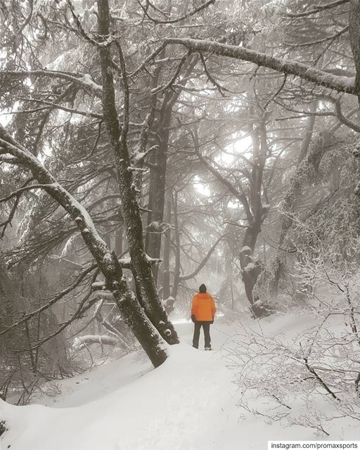 You can only CONNECT when you DISCONNECT....Join @promaxsports this... (Al Shouf Cedar Nature Reserve)