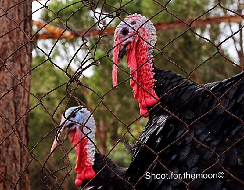 "You can't soar like an eagle when you hangout with turkeys". photography... (Beqaa Valley)