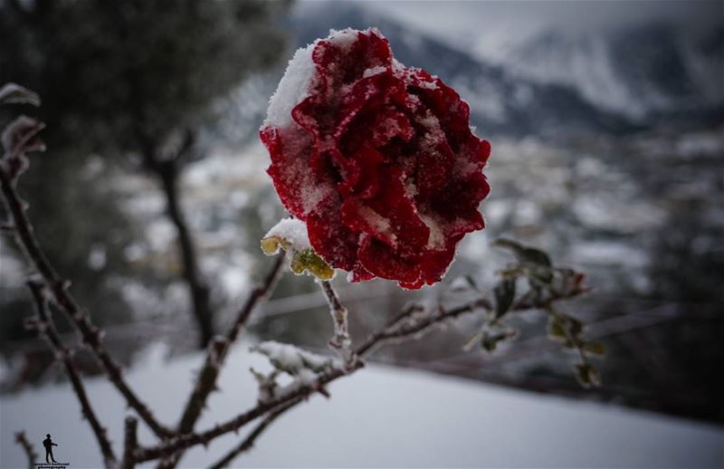 You cannot have a positive life and a negative mind... snow  flower ...