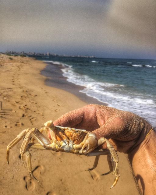 You cannot teach a crab how to walk straight.🙄 lovelycity ...