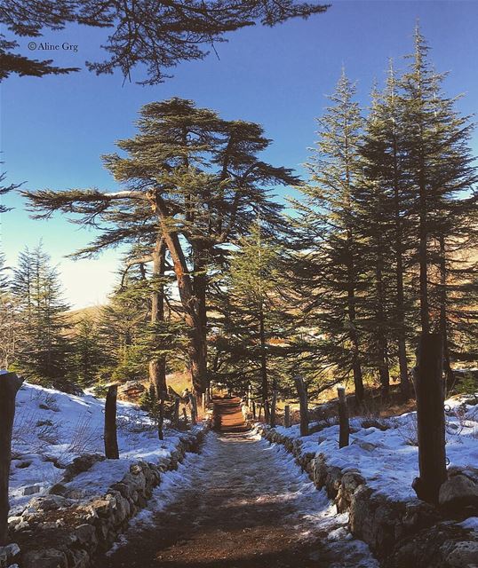 • You did not Fail ... You only have a different Trail•  forest  wood ... (ارز الرّب)