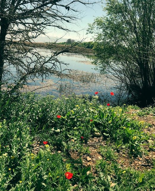 You don’t have to know everything about nature , just watch and enjoy it 🌷 (Aammiq Wetland)