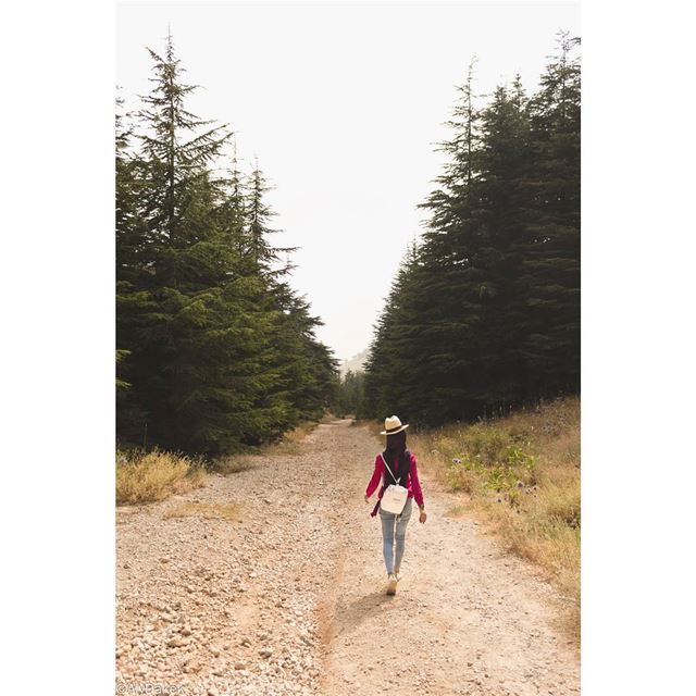 "You got to go down a lot of wrong roads to find the right one." Lebanon ... (Shouf Biosphere Reserve)