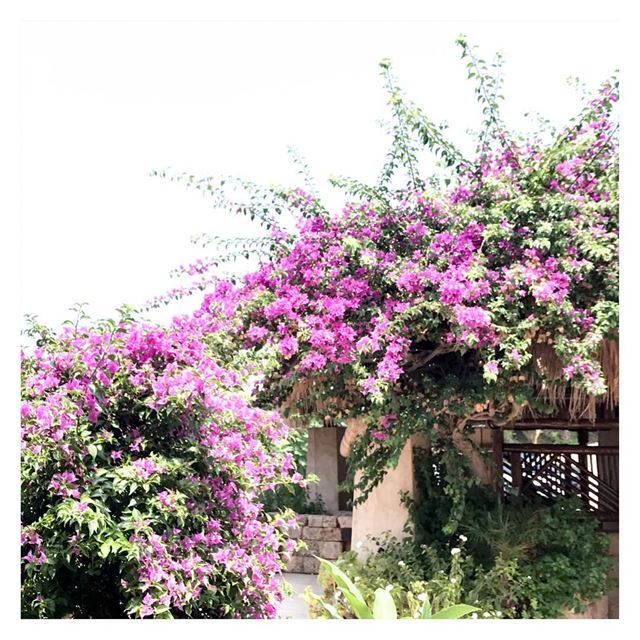 You know heaven ? This is better ! 💐 (Byblos - Jbeil)