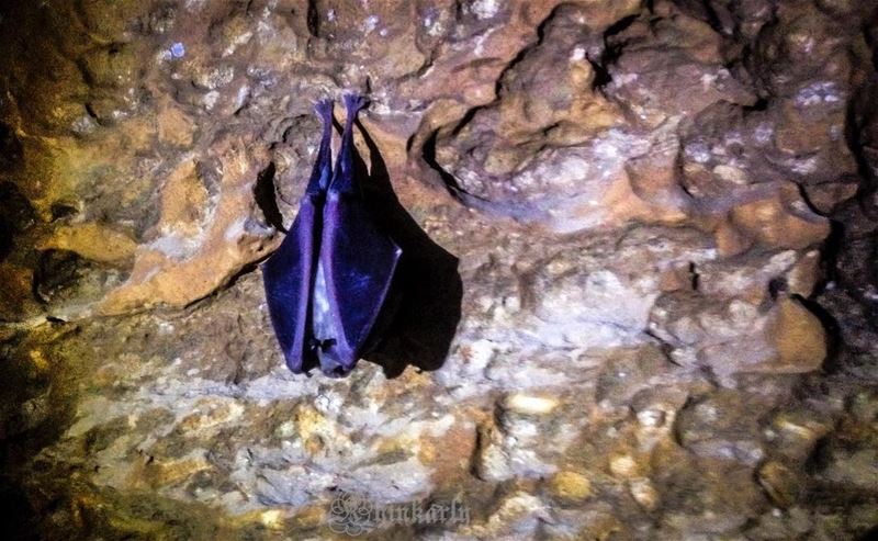 You know what will you find in a cave? Bats, guano and total darkness.... (Rweiss Grotto)