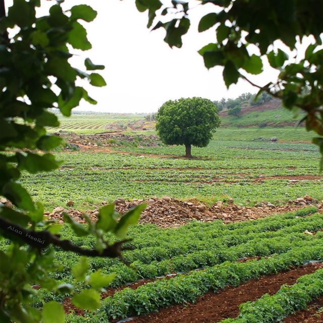 ¶You'll Find Beauty Everywhere 👀 (El Méri, Al Janub, Lebanon)