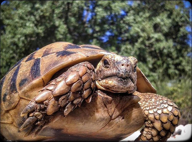 you lookin at me? 👾  turtle  reptiles  reptilesofinstagram  turtles ...
