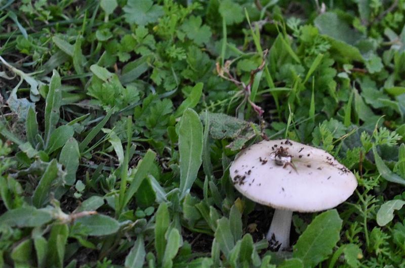 You must grow like a Tree not like a Mushroom 🍄 - 📍Beit Mery, Lebanon 🇱� (Beit Meri, Mont-Liban, Lebanon)