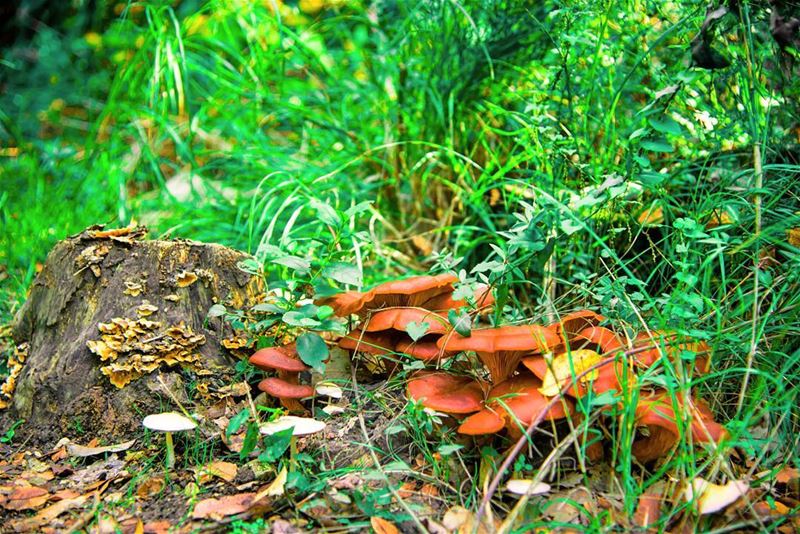 You must grow like a tree, not like a mushroom.  mushrooms  mushroom ... (Meghrak)