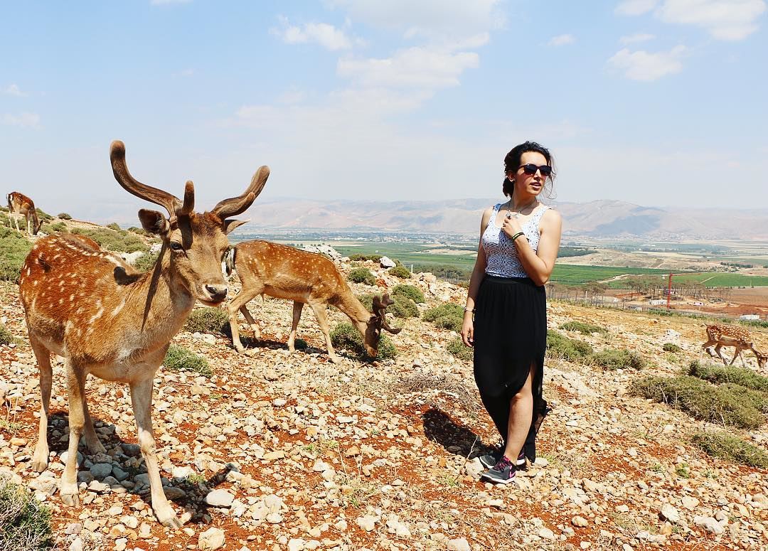 "You're so Deer to Me." 🦌 deer  wild  life  outdoor  nature  animal ... (Aâna, Béqaa, Lebanon)