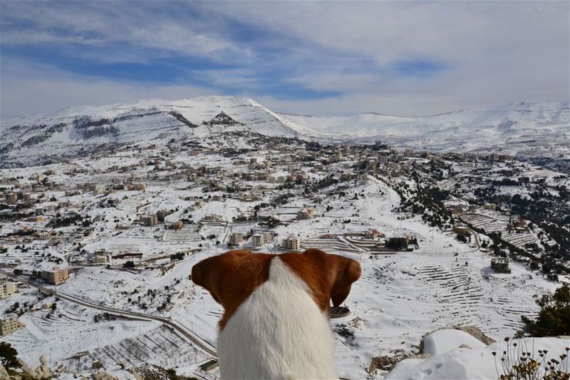 You've met Enzo the Husky, now it's time to meet Peanut the Jack Russell..... (Ehden, Lebanon)