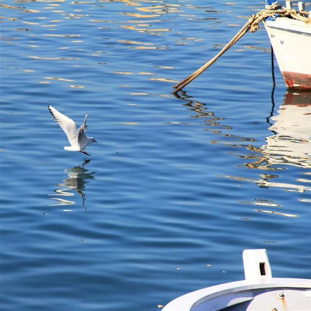 "You were born with wings. Why prefer to crawl through life?" fly  bird ... (Mina Tripoli Lebanon)