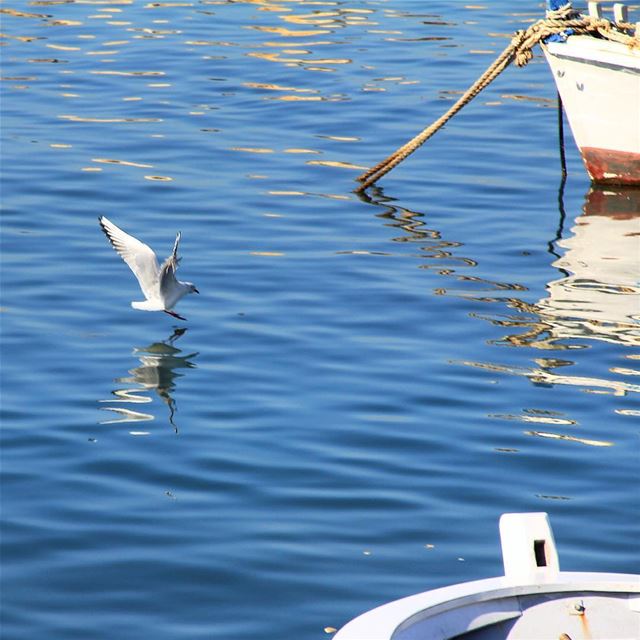 "You were born with wings. Why prefer to crawl through life?" fly  bird ... (Mina Tripoli Lebanon)