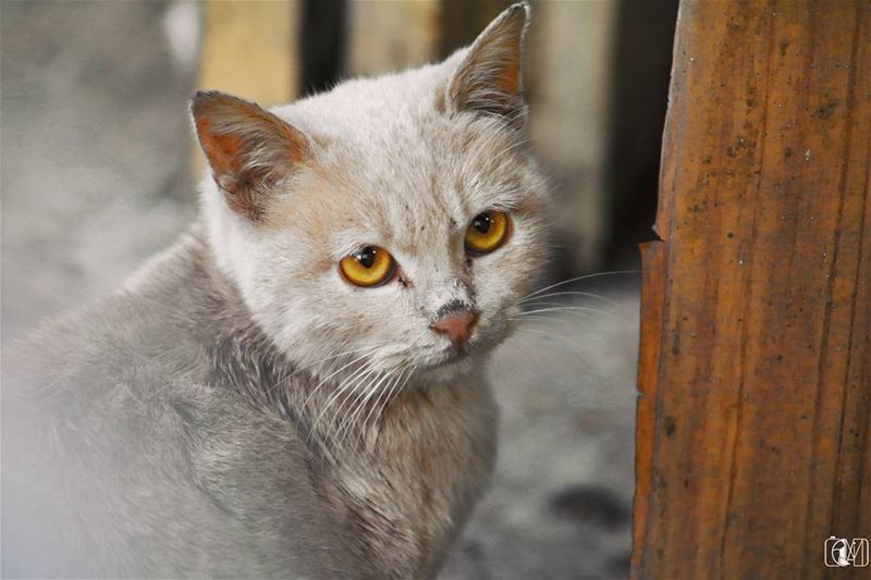 "You will always be  lucky if you know how to make  friends with  strange ... (Sawfar, Mont-Liban, Lebanon)