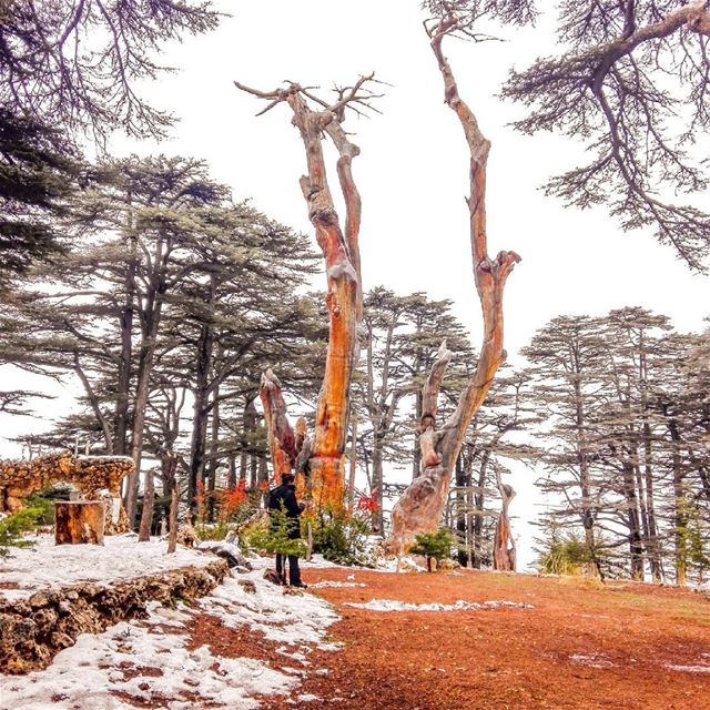 You will find me in the forest.🌲.... cedars  thecedarsoflebanon ... (The Cedars of Lebanon)