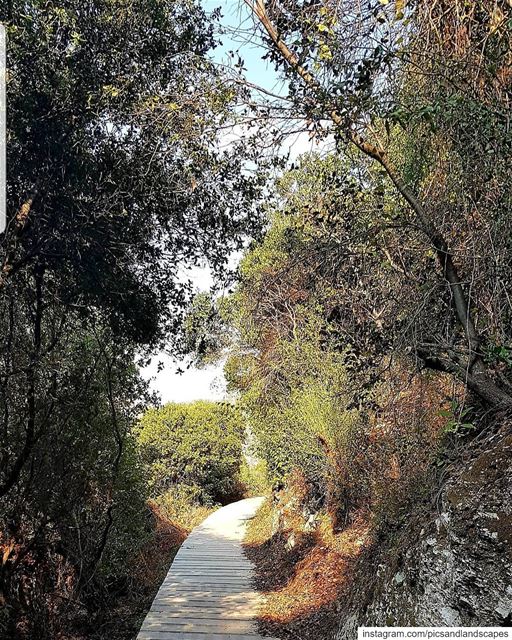 You will find something more in woods than in books. Trees and stones will... (Batroûn)