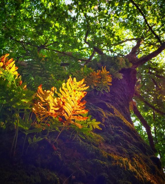 “You will see light one day, and it will be so beautiful, so bright, that... (Kaftoûn, Liban-Nord, Lebanon)