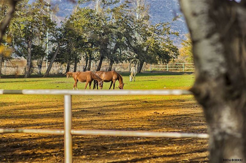 Your best friend doesnt always have to be human 🐴🐎 whatsuplebanon ... (`Ammiq, Béqaa, Lebanon)