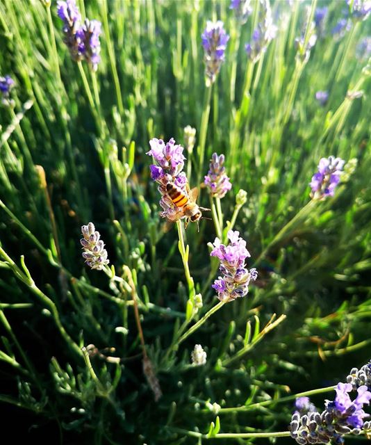 🐝 your very best self..! 🌾....... mondaymotivation  mondaymood ... (Zahlé, Lebanon)