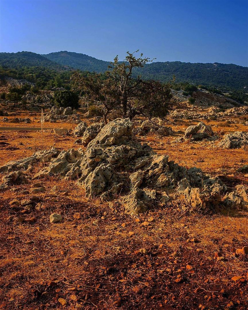 Your worst enemy cannot harm you as much as your own unguarded thoughts. ©... (Kfar Hoûné, Al Janub, Lebanon)