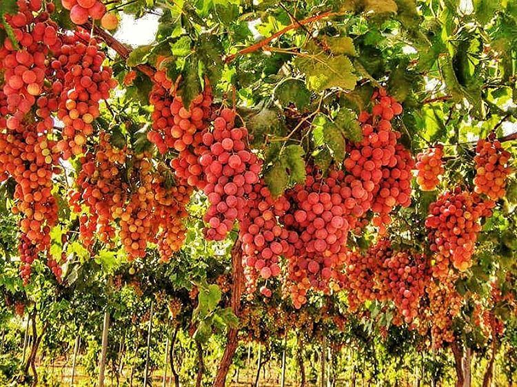  zahle  zahleh  zahleh❤️  bekaa   bekaavalley  lebanon  lebanoninstagram ... (Zahlé, Lebanon)