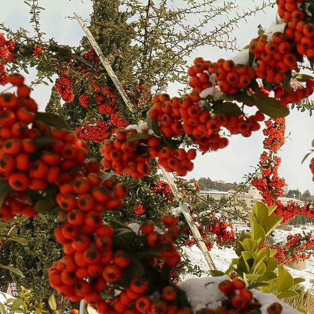  Zahle  zahlelebanon  snow  2017  tree  like4like  followforfollow ... (دير مار الياس الطوق - زحلة)