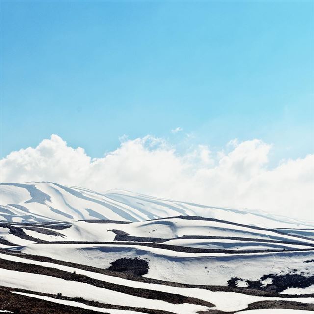 Zebra... (Faraya, Mont-Liban, Lebanon)