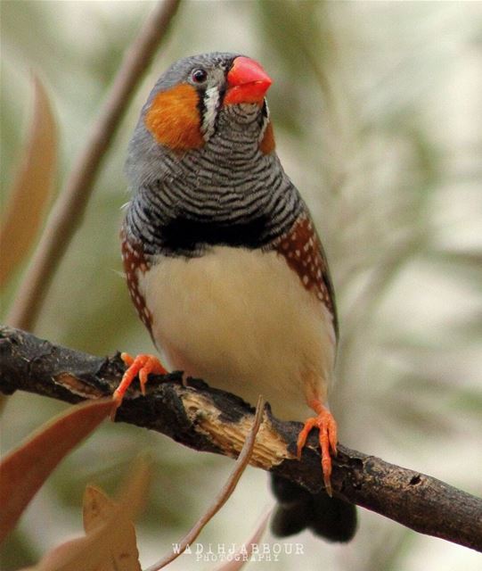 🔸 zebra finch🔸(Taeniopygia guttata [formerly Poephila guttata]), is the...