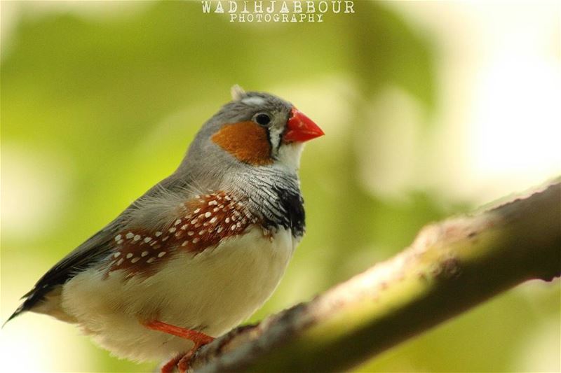 🔸 zebra finch🔸(Taeniopygia guttata [formerly Poephila guttata]), is the...