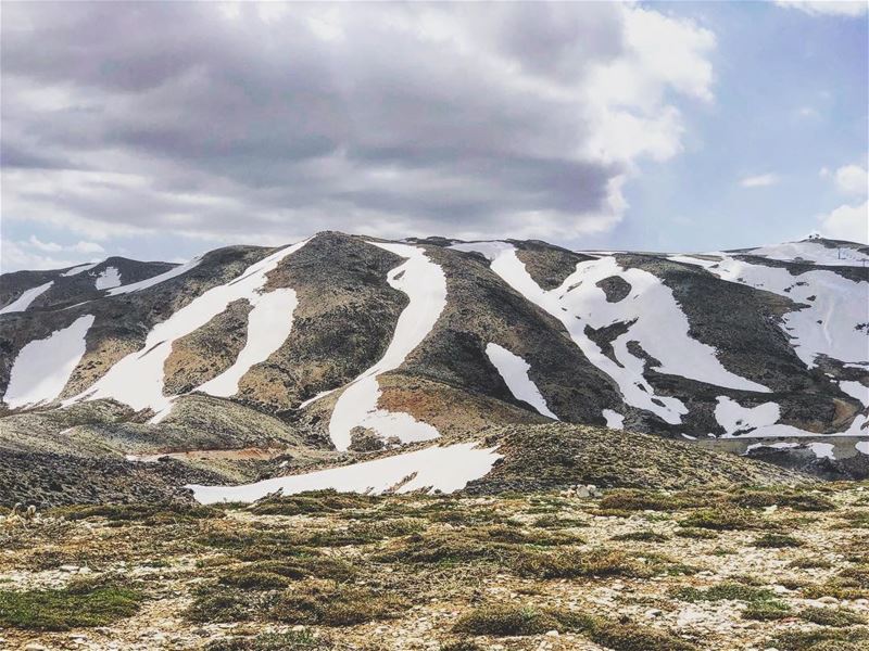 Zebra 🦓....... nature  colors  surreal  landscape  mountains ... (Mzaar Kfardebian)