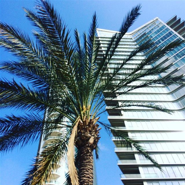 Zeitunay bay 🌴.. palmtree  livelovelebanon  Travelgirl ... (Beirut, Lebanon)