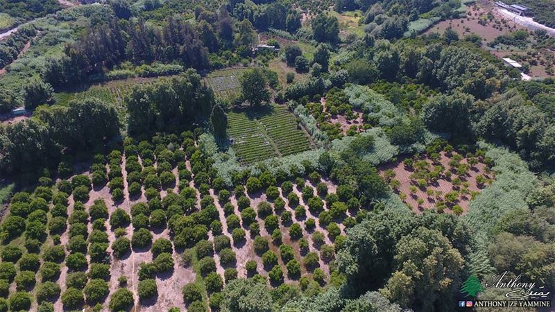 Zgharta orchards - north of Lebanon  zgharta  orchards  northlebanon ...