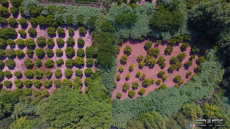 Zgharta orchards - north of Lebanon  zghartaehdenphotography  zgharta ...