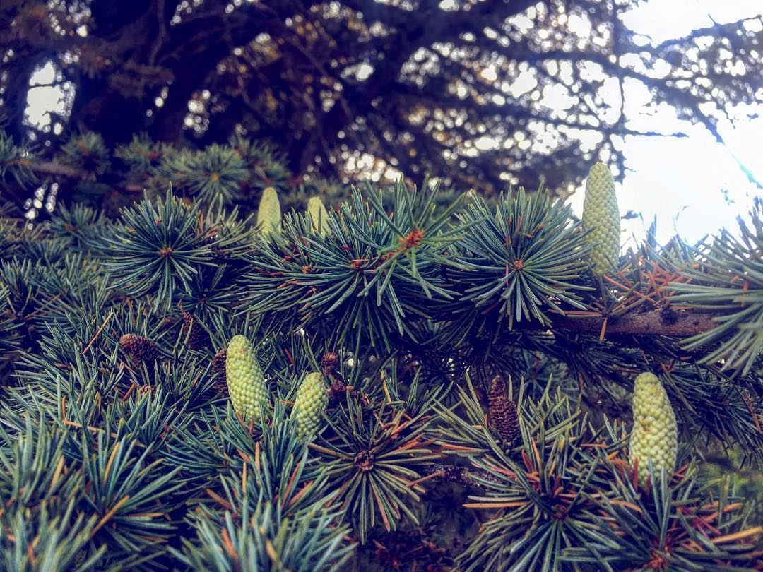 Zooming in and loving the  details 🌲  cedars  cedrus  lebanon ...