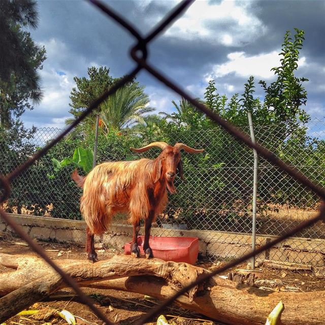 Ηεγ! ωαζζζ υρ? Have a nice day☺️  goat  nature  lebanon  instagood ...