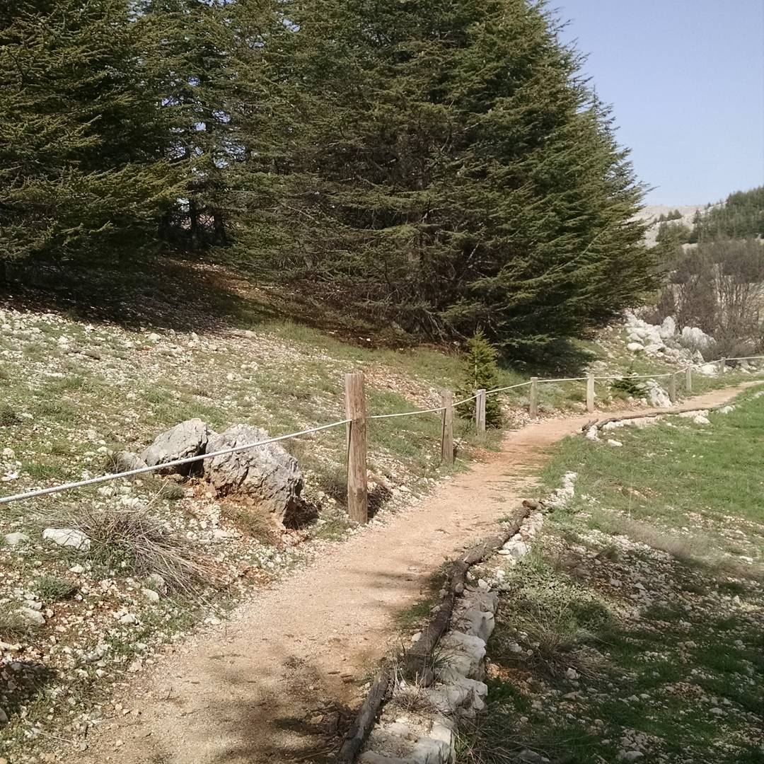 Биосферный заповедник ливанских кедров.Что вы думаете по поводу экологии на (Shouf Biosphere Reserve)