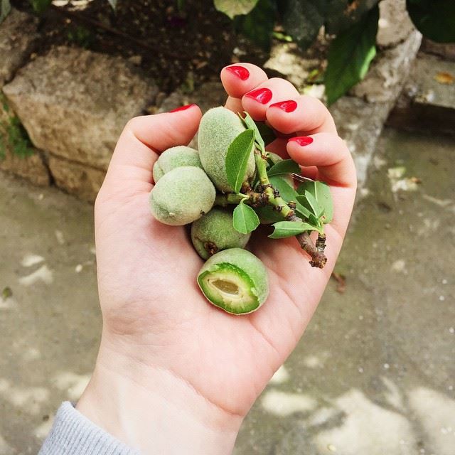 Весенний миндаль//Green almond anyone?  not  Dubai  Lebanon  escape ...
