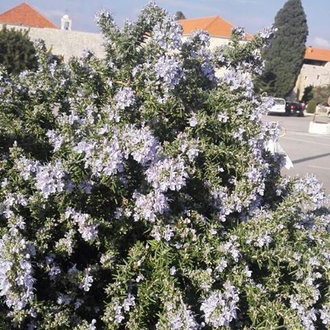 Вот такое цветение! весна2017  буйствокрасок  Ливан  Баламанд  Lebanon ... (Tripoli, Lebanon)