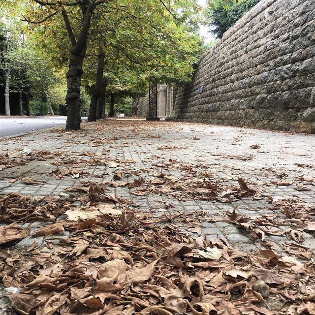 Где то в горах уже листы подают....  autumn  summer_2018 beautiful tree... (Sawfar, Mont-Liban, Lebanon)