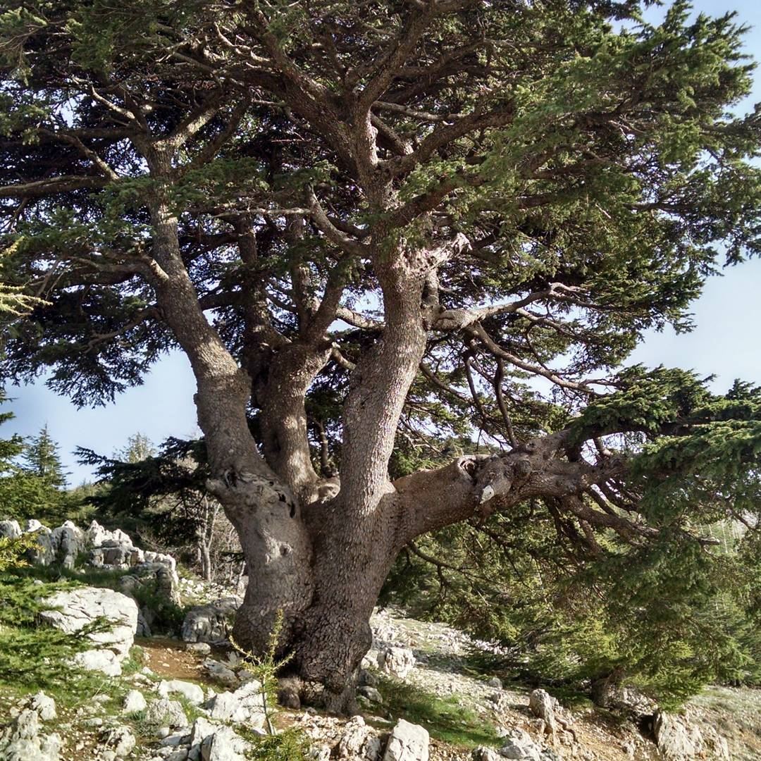 Один из заповедников ливанских кедров в Шуф. ecological  cedars ... (Al Shouf Cedar Nature Reserve)