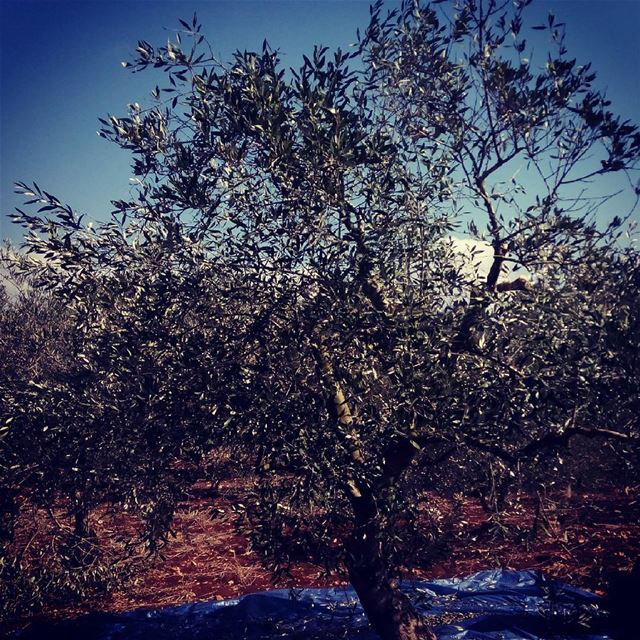  оливки  Lebanon  lebanoninapicture  вместевесело