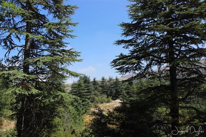 💛آه عا جمالك يا اهدن... (Ehden, Lebanon)