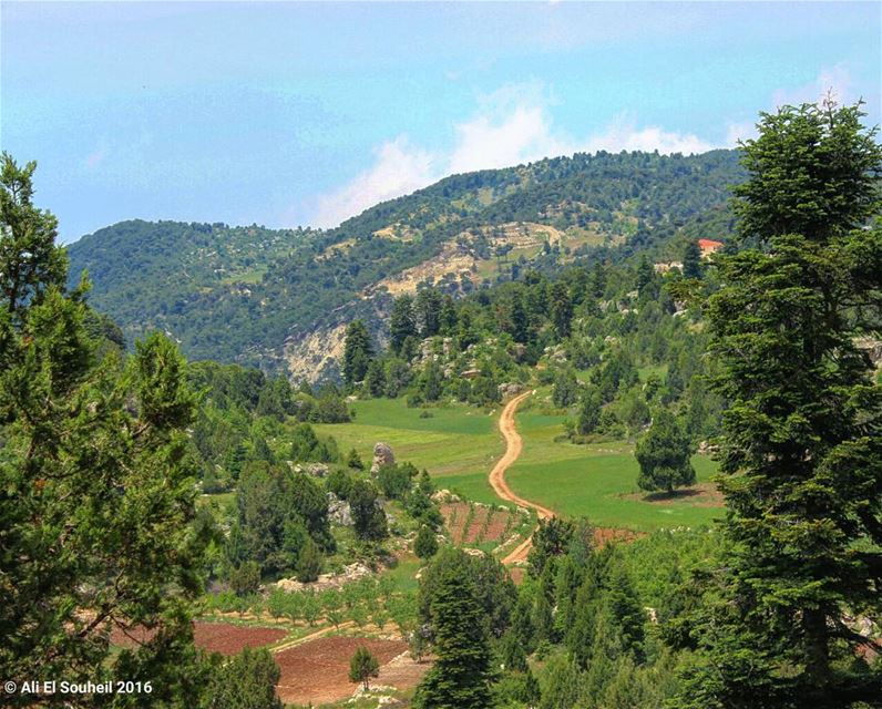 أجمل شي باقي بلبنان هو هالمكان (القموعة) ❤ ammo3a  akkar  forest  valley ... (القموعة :))