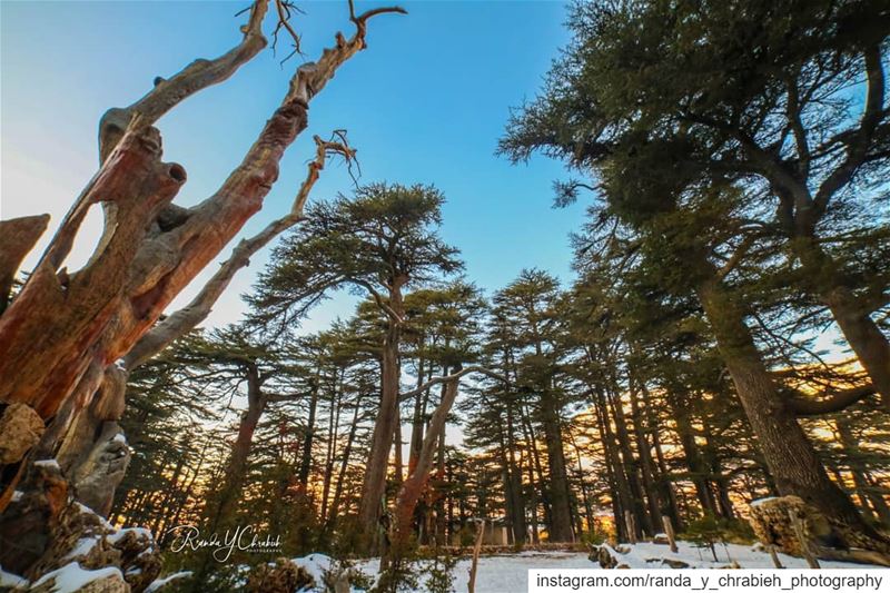 أرز الربّ Cedars Of God 🌲  cedar  cedarsoflebanon  arz  lebanon_pictures ... (Cedars of God)