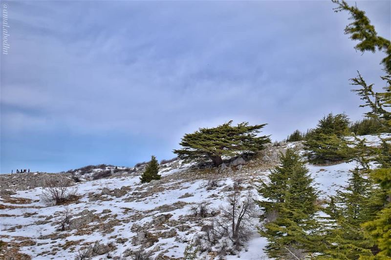 أرزة بالباروك...  lebanon  photography  photographylovers  photographyart ... (Al Shouf Cedar Nature Reserve)