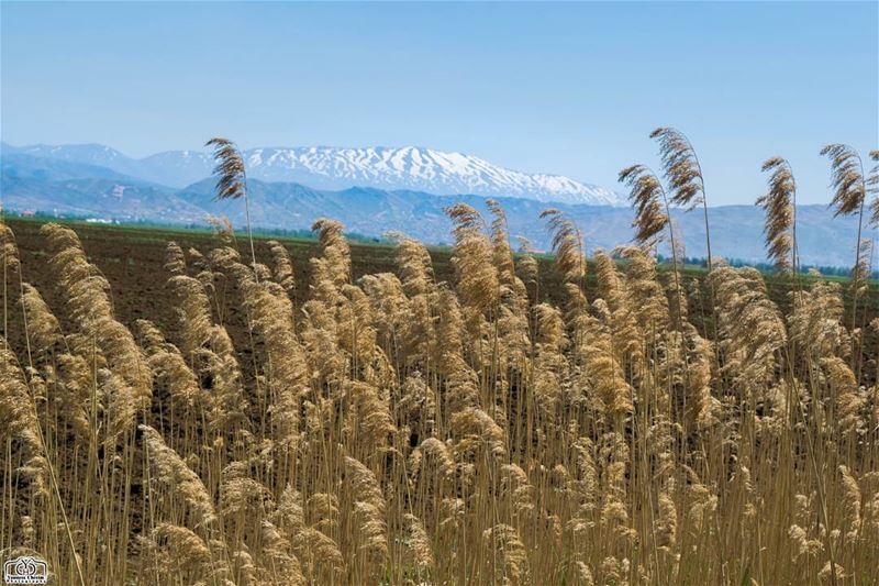 أسعد الله صباحكم بكل خير من عميق البقاع  nature  lebanon  ammiq  amik ...