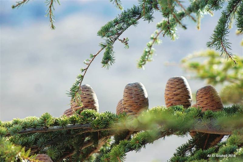 أكواز الأرز.. في مراحلها الأولى نحو الشموخ  cedar  tree  arz ... (Miziâra, Liban-Nord, Lebanon)