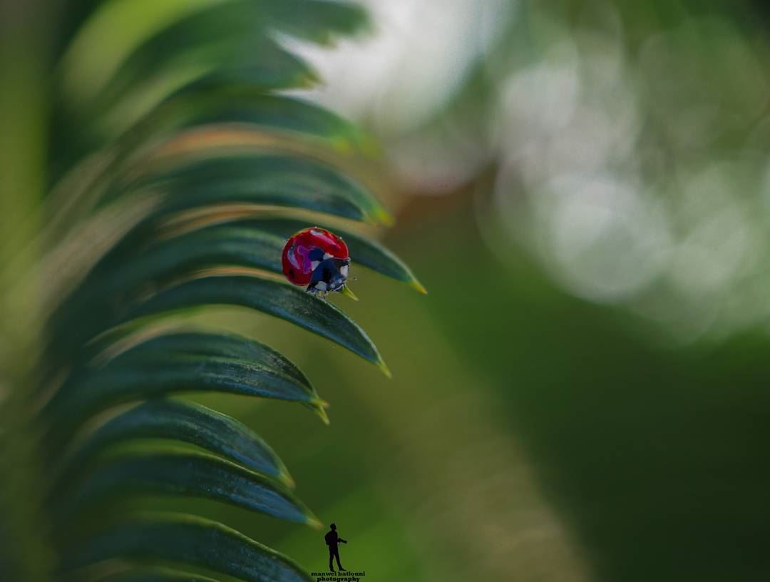 أم علي 😂 ladybug  green red  insectshot  shottime  canon...
