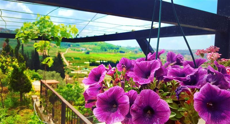 أن يَملأَ الجَنوبُ قلبي بِكُلِّ هذا الحُبّ 🌸🌼